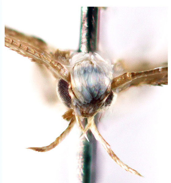 /filer/webapps/moths_gc/media/images/E/euryphanta_Cryptolectica_head_Sruoga-et-De-Prins_2023_86.jpg