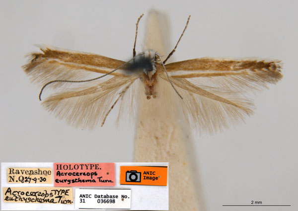 /filer/webapps/moths_gc/media/images/E/euryschema_Acrocercops_HT_ANIC.jpg