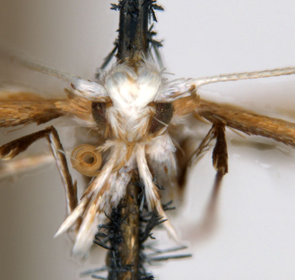 /filer/webapps/moths_gc/media/images/E/euryschema_Acrocercops_HT_head_ANIC.jpg