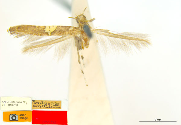 /filer/webapps/moths_gc/media/images/E/eurythiota_Caloptilia_HT_ANIC.jpg