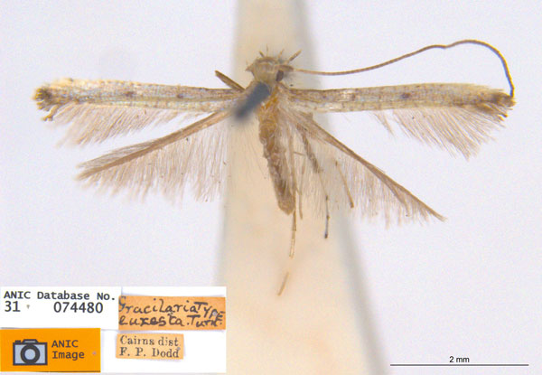 /filer/webapps/moths_gc/media/images/E/euxesta_Caloptilia_HT_ANIC.jpg