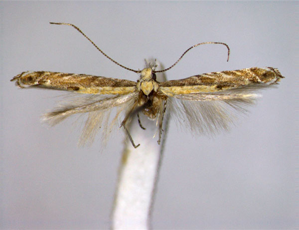 /filer/webapps/moths_gc/media/images/E/eximipalpella_Acrocercops_A_EIHU.jpg