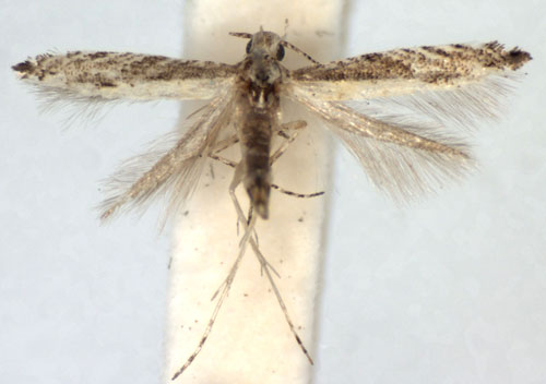 /filer/webapps/moths_gc/media/images/E/eximipalpella_Polymitia_A_WJDP.jpg