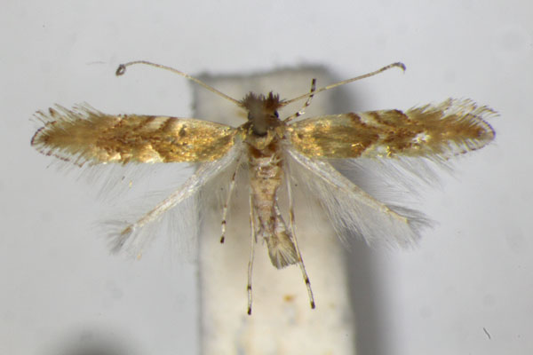 /filer/webapps/moths_gc/media/images/E/extincta_Phyllonorycter_PT_ZSM.jpg