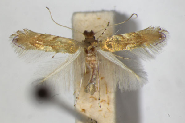 /filer/webapps/moths_gc/media/images/E/extincta_Phyllonorycter_PT_ZSM_2.jpg