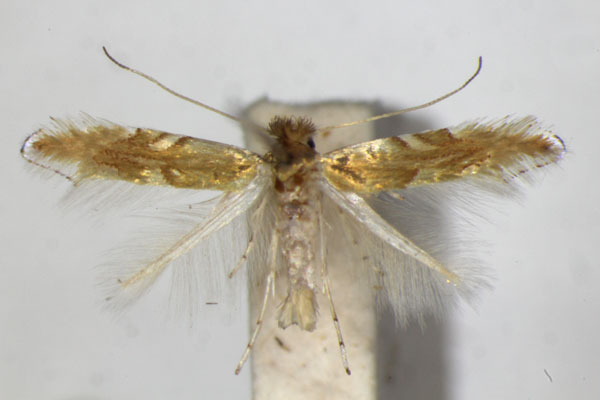 /filer/webapps/moths_gc/media/images/E/extincta_Phyllonorycter_PT_ZSM_4.jpg
