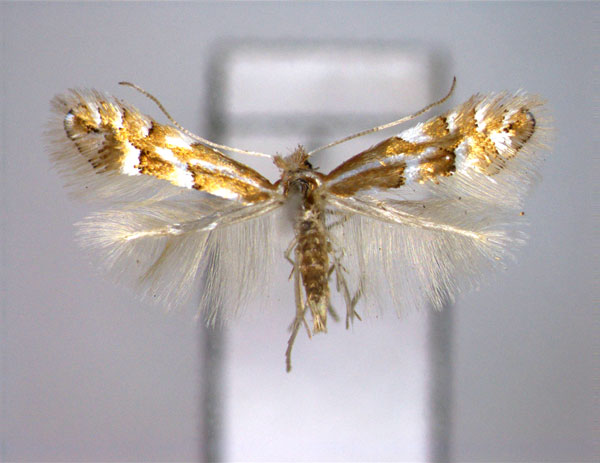 /filer/webapps/moths_gc/media/images/F/fagifolia_Phyllonorycter_A_EIHU.jpg
