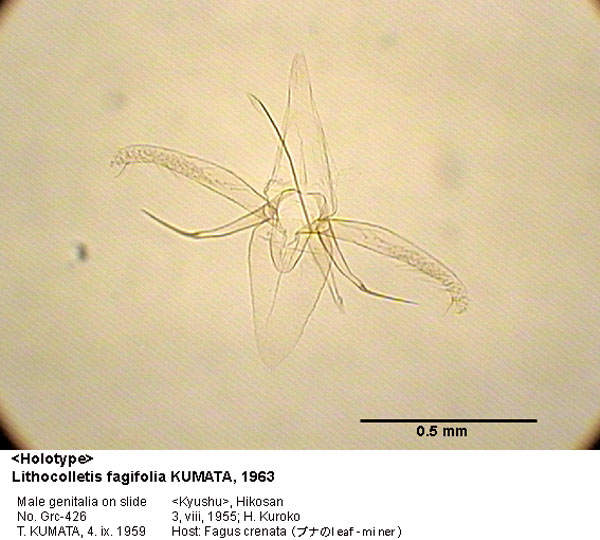 /filer/webapps/moths_gc/media/images/F/fagifolia_Phyllonorycter_GM_HT_426_EIHU.jpg