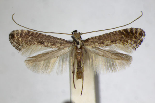 /filer/webapps/moths_gc/media/images/F/fagivora_Parornix_A_ZSM_2.jpg