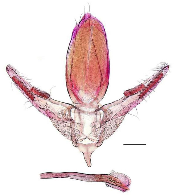/filer/webapps/moths_gc/media/images/F/falcata_Dialectica_GMHT_RBINS.jpg