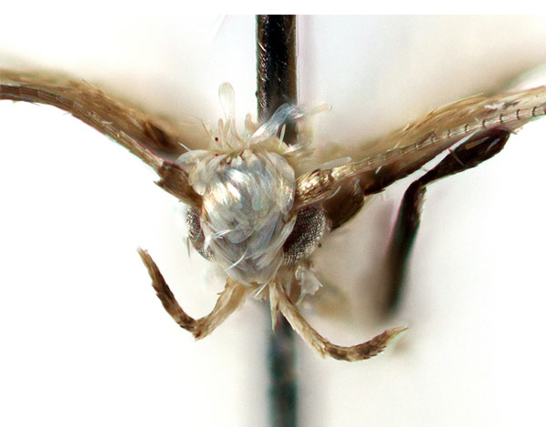 /filer/webapps/moths_gc/media/images/F/falcata_Dialectica_head_Sruoga-et-De-Prins_2023_91.jpg