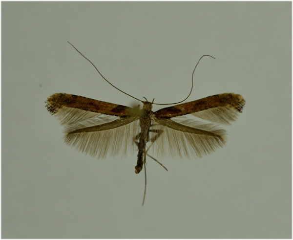 /filer/webapps/moths_gc/media/images/F/falconipennella_Caloptilia_A_NHMO.jpg