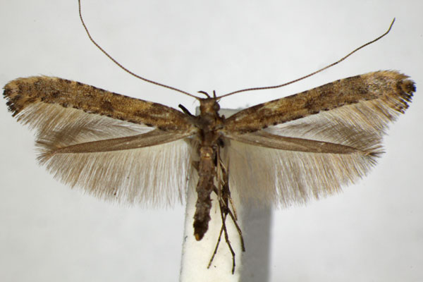 /filer/webapps/moths_gc/media/images/F/falconipennella_Caloptilia_A_ZSM.jpg