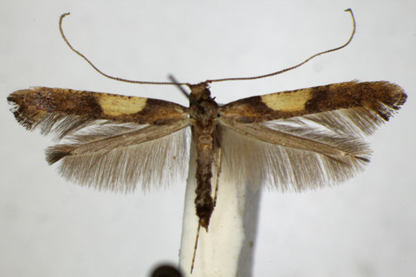 /filer/webapps/moths_gc/media/images/F/falconipennella_Caloptilia_A_ZSM_2.jpg
