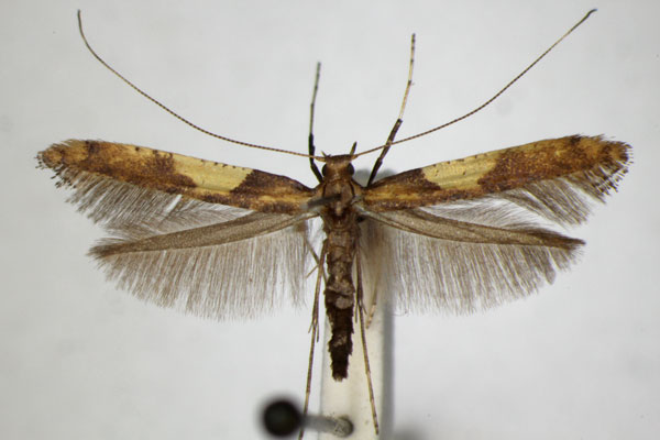 /filer/webapps/moths_gc/media/images/F/falconipennella_Caloptilia_A_ZSM_3.jpg