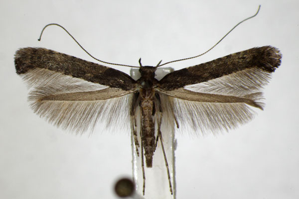 /filer/webapps/moths_gc/media/images/F/falconipennella_Caloptilia_A_ZSM_4.jpg