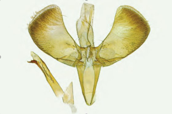 /filer/webapps/moths_gc/media/images/F/falconipennella_Caloptilia_Plant_2022_34d.jpg