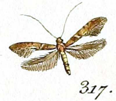 /filer/webapps/moths_gc/media/images/F/falconipennella_Tinea_HT_Huebner_46-317.jpg