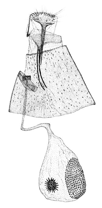 /filer/webapps/moths_gc/media/images/F/farensis_Phyllonorycter_GF_DePrinsDePrins_2007b_52.jpg
