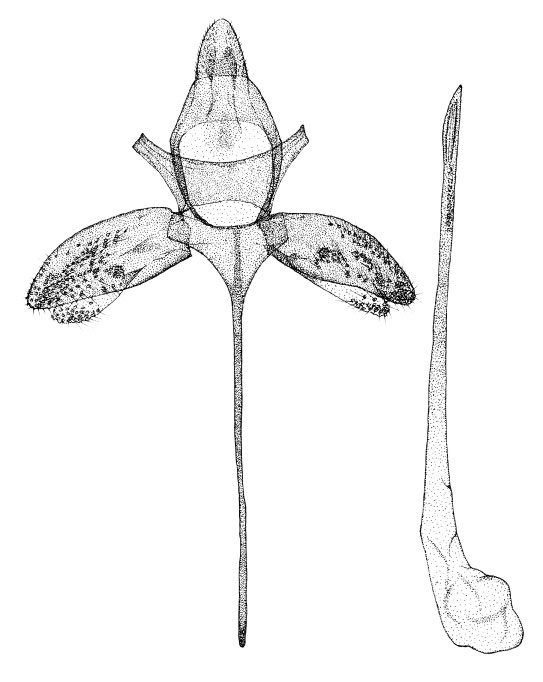 /filer/webapps/moths_gc/media/images/F/farensis_Phyllonorycter_GM_DePrinsDePrins_2007b_50.jpg