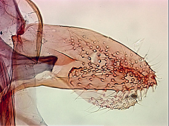 /filer/webapps/moths_gc/media/images/F/farensis_Phyllonorycter_GM_DePrinsDePrins_2007b_51.jpg