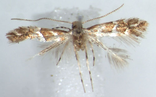 /filer/webapps/moths_gc/media/images/F/farensis_Phyllonorycter_HT_RMCAa.jpg