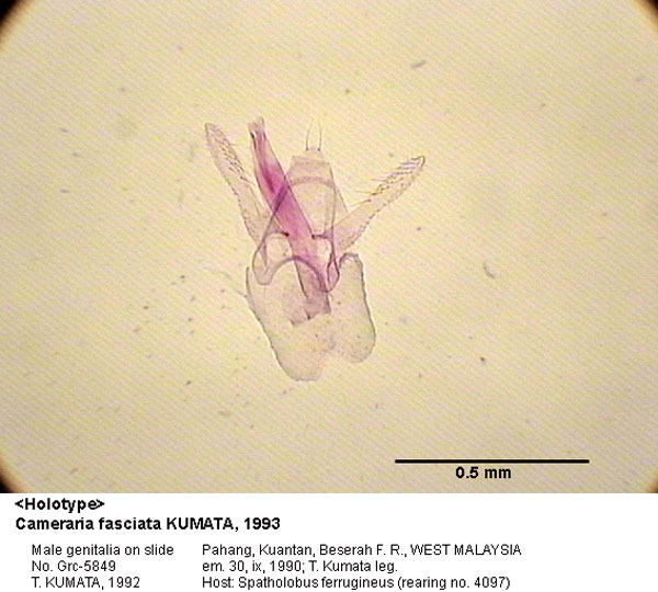 /filer/webapps/moths_gc/media/images/F/fasciata_Cameraria_GM_HT_5849_EIHU.jpg