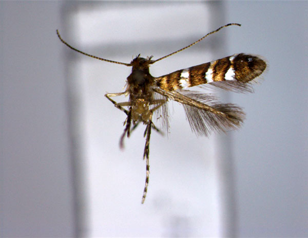 /filer/webapps/moths_gc/media/images/F/fasciata_Cameraria_PT_EIHU.jpg