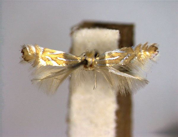 /filer/webapps/moths_gc/media/images/F/felinella_Phyllonorycter_PT_EIHU.jpg