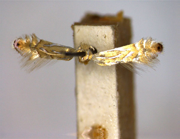 /filer/webapps/moths_gc/media/images/F/felinella_Phyllonorycter_PT_EIHU_male.jpg