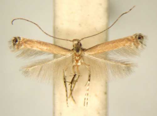 /filer/webapps/moths_gc/media/images/F/ficina_Acrocercops_PT_TMSA6225.jpg