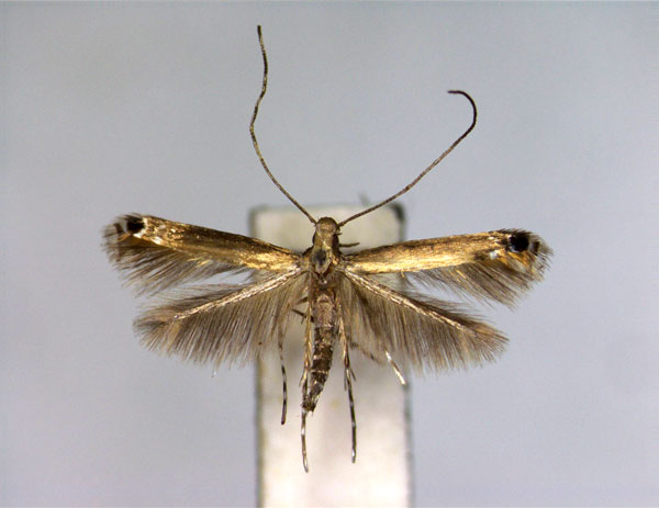 /filer/webapps/moths_gc/media/images/F/ficuvorella_Melanocercops_A_EIHU.jpg