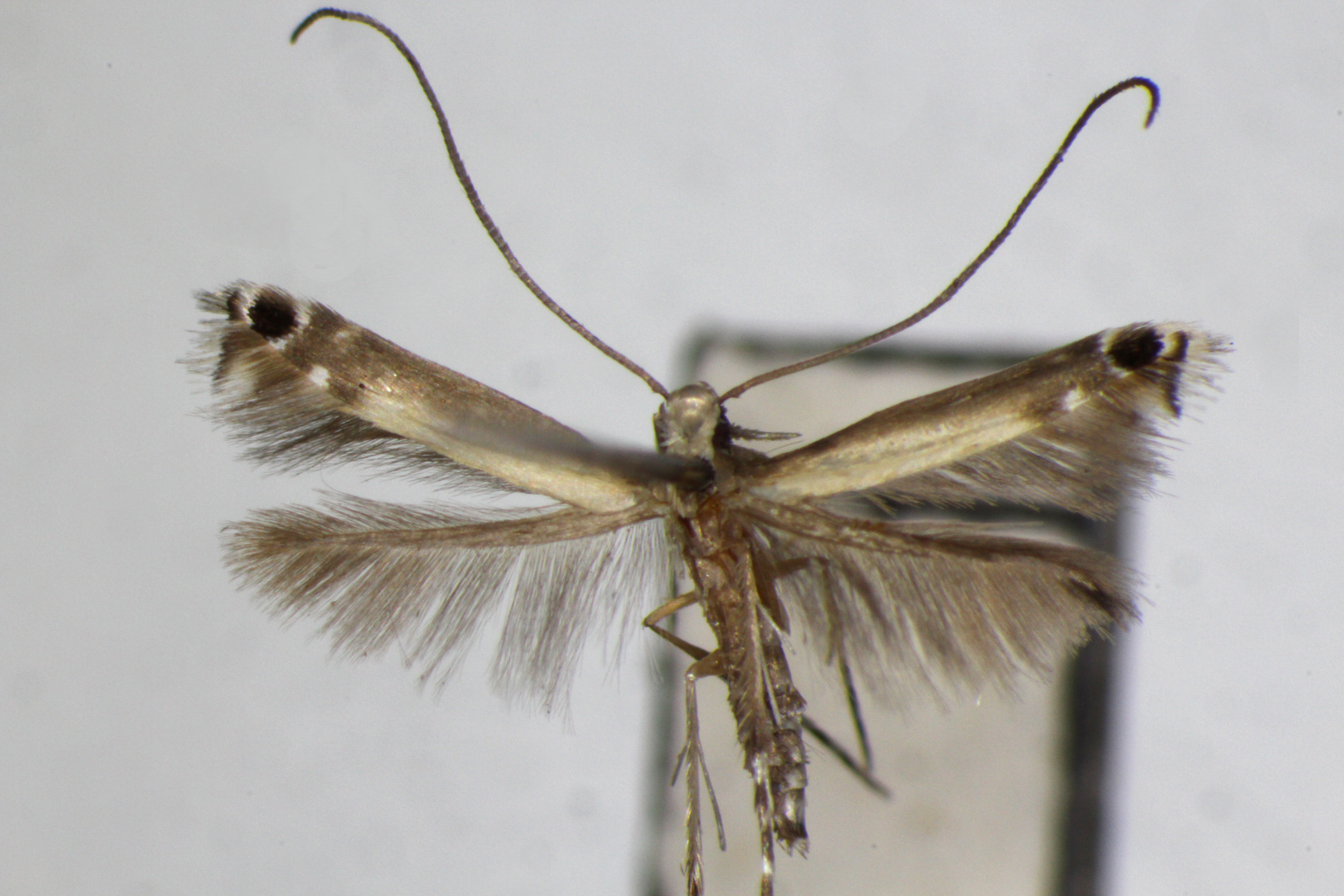 /filer/webapps/moths_gc/media/images/F/ficuvorella_Melanocercops_A_ZSM_2.jpg