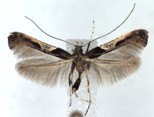 /filer/webapps/moths_gc/media/images/F/fidella_Caloptilia_A_WJDP.jpg