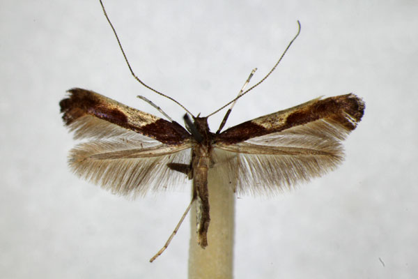 /filer/webapps/moths_gc/media/images/F/fidella_Caloptilia_A_ZSM_2.jpg