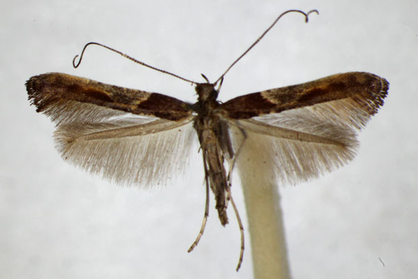 /filer/webapps/moths_gc/media/images/F/fidella_Caloptilia_A_ZSM_3.jpg