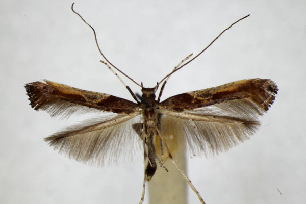 /filer/webapps/moths_gc/media/images/F/fidella_Caloptilia_A_ZSM_4.jpg