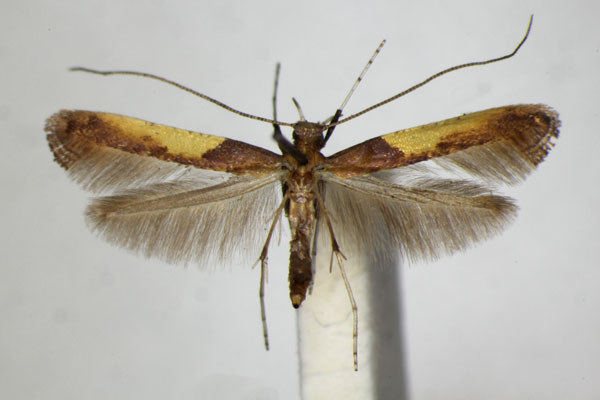 /filer/webapps/moths_gc/media/images/F/fidella_Caloptilia_A_ZSM_5.jpg