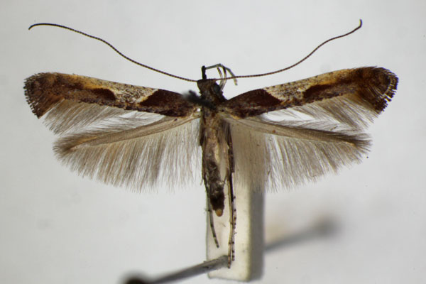 /filer/webapps/moths_gc/media/images/F/fidella_Caloptilia_A_ZSM_7.jpg