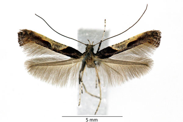 /filer/webapps/moths_gc/media/images/F/fidella_Caloptilia_iA_01_LR.jpg