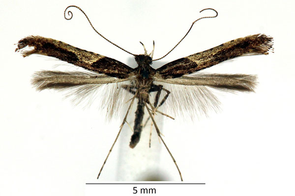 /filer/webapps/moths_gc/media/images/F/fidella_Caloptilia_iM_02_LR.jpg