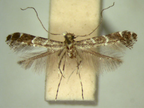 /filer/webapps/moths_gc/media/images/F/filifera_Aspilapteryx_MT_TMSA5672.jpg