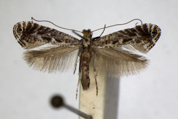 /filer/webapps/moths_gc/media/images/F/finitimella_Parornix_A_ZSM_3.jpg