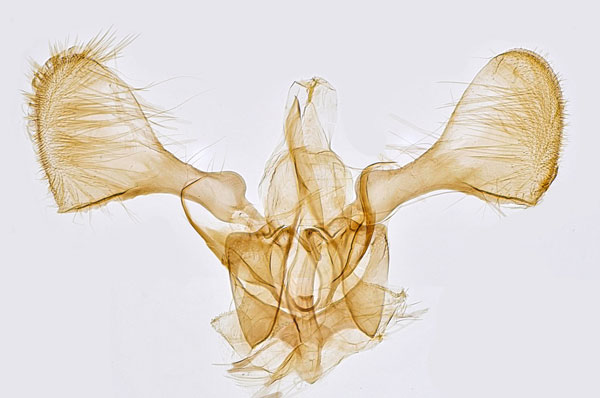 /filer/webapps/moths_gc/media/images/F/finitimella_Parornix_GM_Hall.jpg