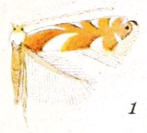 /filer/webapps/moths_gc/media/images/F/fitchella_Phyllonorycter_A_Braun_21-1.jpg