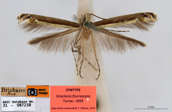 /filer/webapps/moths_gc/media/images/F/fluorescens_Acrocercops_ST1_ANIC.jpg