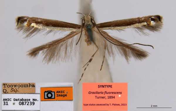 /filer/webapps/moths_gc/media/images/F/fluorescens_Acrocercops_ST2_ANIC.jpg