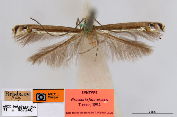 /filer/webapps/moths_gc/media/images/F/fluorescens_Acrocercops_ST3_ANIC.jpg