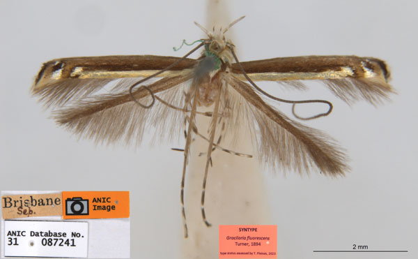 /filer/webapps/moths_gc/media/images/F/fluorescens_Acrocercops_ST4_ANIC.jpg