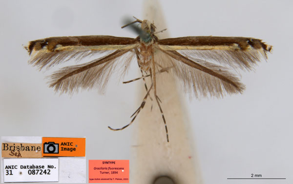 /filer/webapps/moths_gc/media/images/F/fluorescens_Acrocercops_ST5_ANIC.jpg